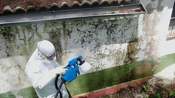 Mold Removal service in Coal Township